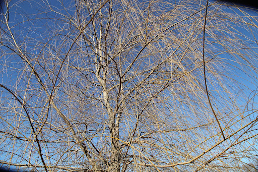 The Japanese have always prized the willow's delicate leaves and consider them to be the perfect match for the loveliness of their pink cherry blossoms in the spring.