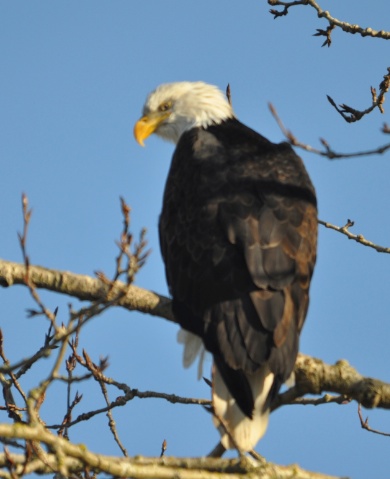 eagle3.jpg Eagle3