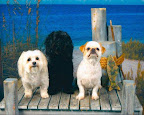 Christ S. used this photo of his sister's dogs, Cookie, Muffin, and Blue, as this year's Christmas card.