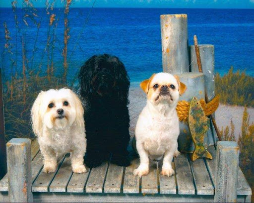 Christ S. used this photo of his sister's dogs, Cookie, Muffin, and Blue, as this year's Christmas card.