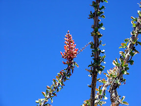 Ocotillo orange against brilliant blue Desert sky.