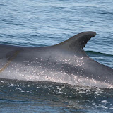 Finback whale