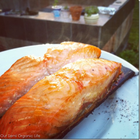 salmon 3