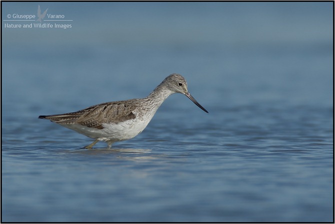 © Giuseppe Varano - Nature and Wildlife Images