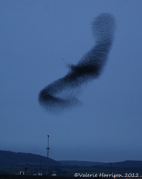 [starlings-5%255B2%255D.jpg]