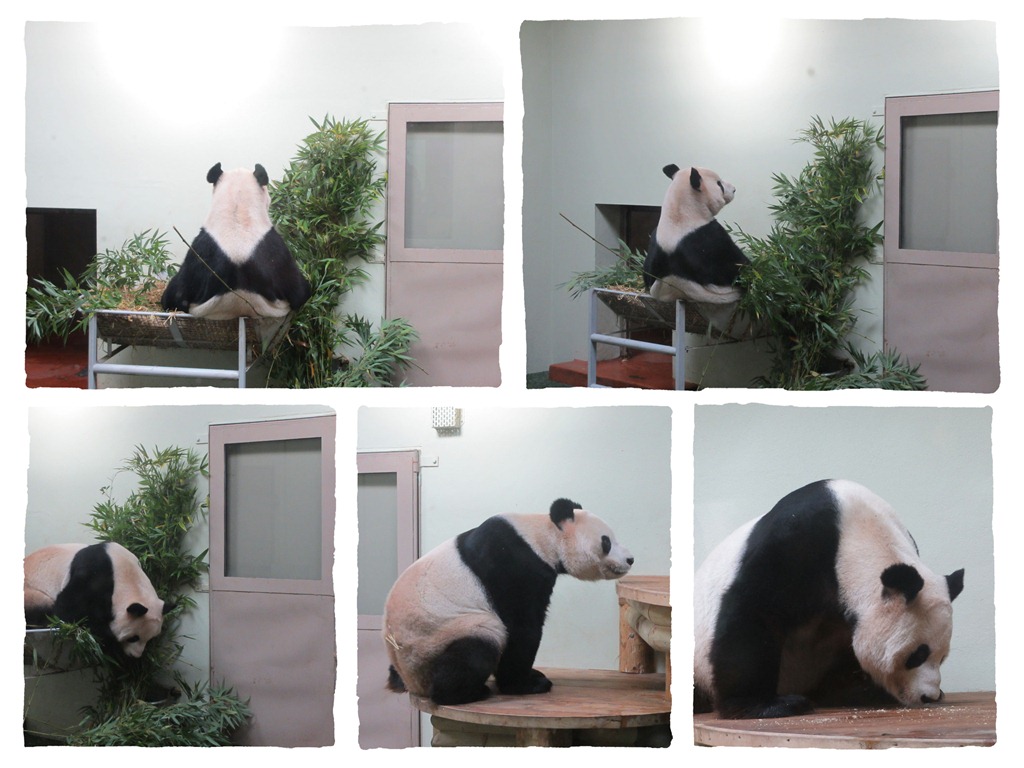 [panda-1%255B7%255D.jpg]