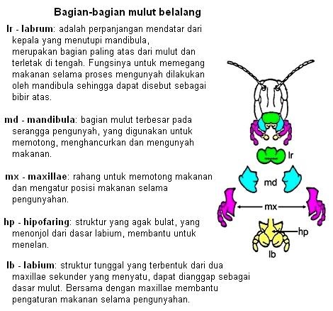 anatomi mulut serangga belalang