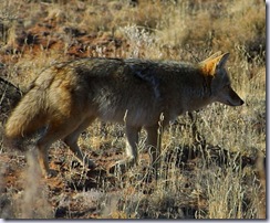 coyote one
