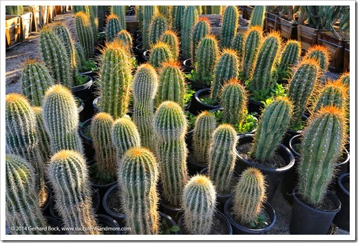 150103_MariscalNursery_0021