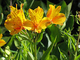 IMG_7345.JPG