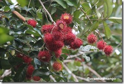 Lichia Lichia