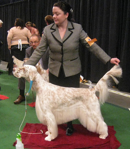 English Setter stacked