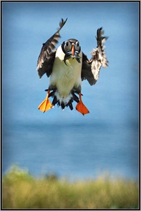 Puffin facing wind resistance. Angy Ellis
