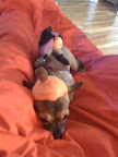 Minnow has a headless horseman costume, too. But I digress...