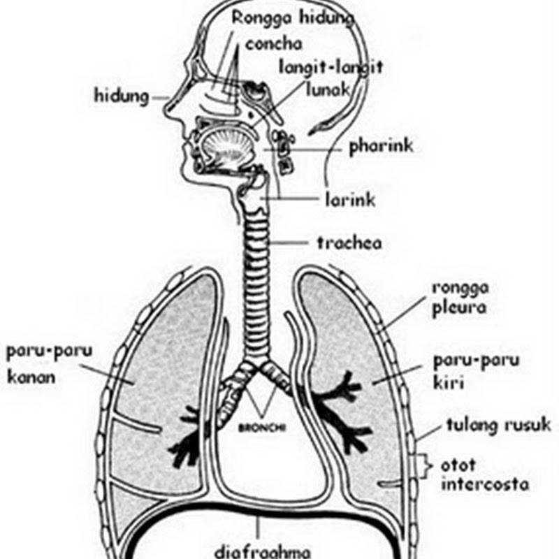 Manusia Biasa Sistem Pernapasan Pada Manusia