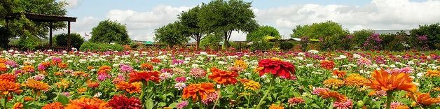 [Zinnia-Fields5.jpg]
