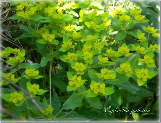Euphorbia palustris Euphorbia palustris