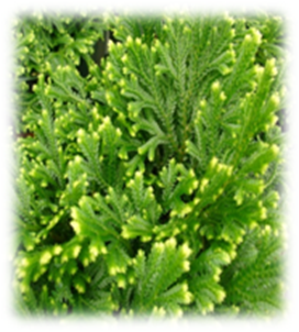 Selaginella Selaginella