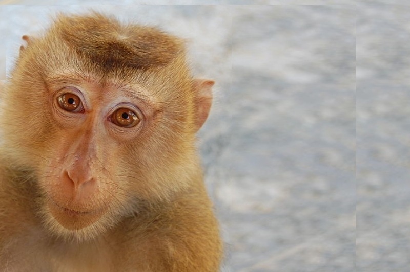 [Northern_Pigtailed_macaque_at_Koh_Lanta_Yai_Monkey_School%255B1%255D%255B7%255D.jpg]