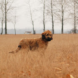 Abi - DSC_0308.jpg