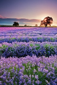 [lavendar%255B3%255D.jpg]
