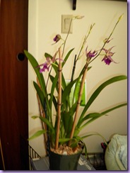 bday orchid 2