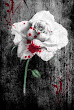 Bloody Rose By Georgia Caldera