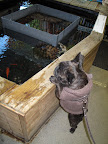 And there are also some colorful koi swimming around.