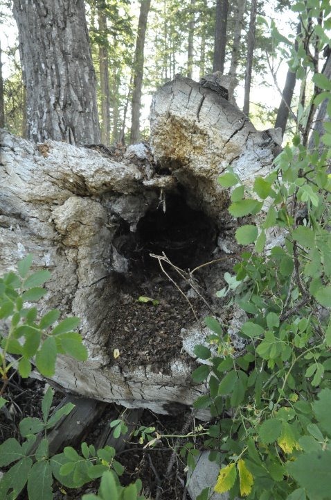 [tree%255B2%255D.jpg]