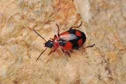 Von Laufkäfern gibt eine große Zahl an wärmeliebenden Arten im Wiesenbiotop wie z. B. den Kleinen Bombardierkäfer (Brachinus explodens), die Amara curta oder den Kleinkreuz-Prunkkäfer (Lebia cruxminor), den Licinus depressus oder den Fluchtläufer (Dolichus halensis). Von den Prunkkäfern, die als Nahrungsquelle Kräuter haben wurden zwei wichtige wärmeliebende Arten des Johanniskraut Schmal-Prachtkäfers (Agrilus hyperici), der auf Johanniskraut lebt und des Erdbeer Kleinprachtkäfers (Trachys fragariae), der wiederum Erdbeeren und Fingerkraut als Wirtspflanzen nutzt, gefunden.