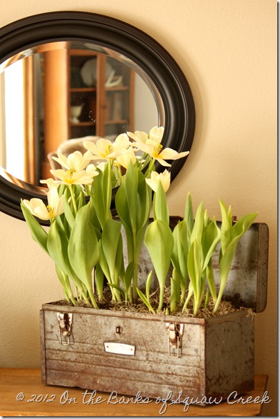 Tulips in a toolbox