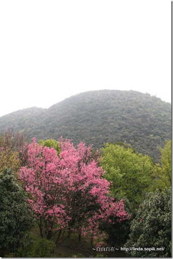 2010陽明山花季-步道 2010陽明山花季-步道