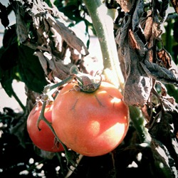 vine ripened tomatoes