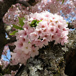 Blooming Blossoms