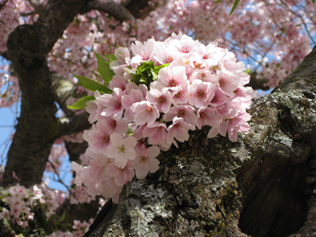 Blooming Blossoms