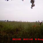 nichols deer 212.JPG