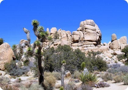 [yucca%25201%255B10%255D.jpg]