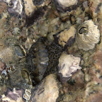 Seepocken, Austern und Käferschnecke