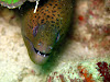  Koh Lipe Resimleri Fotoğrafları