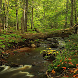 Early Fall in the Porcupine Mountains / Upper Michigan