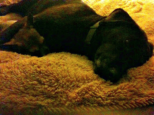 When helping me to choose photos of some of her siblings, Minnow, not so subtly, chose only shots that also featured her little mug... coincidence?  I think not.  Here she is snuggling with big sister Luna.