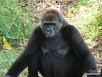 Limbe Wildlife Center