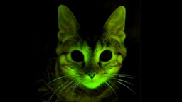 glowcattop