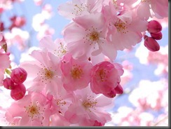 cherry-blossoms-facebook-HD