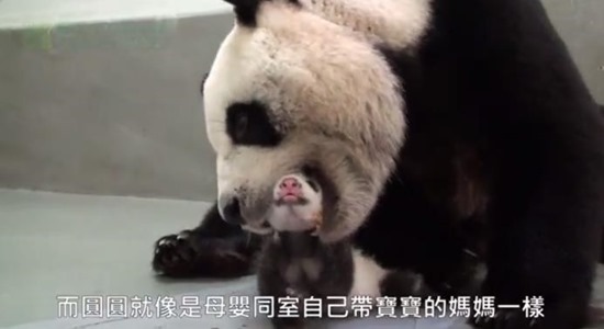 Bebê Panda Gigante 06