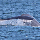 Finback whale fluke!
