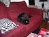 Breezy's First Day Home