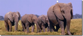 Elephants Elephants