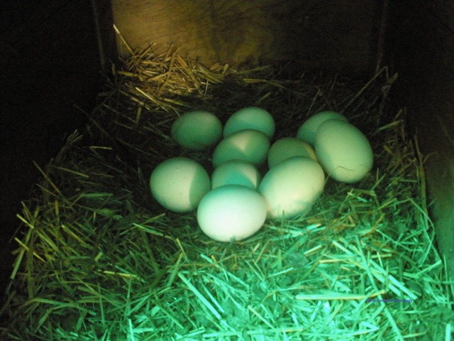 [Hens-nest%255B5%255D.jpg]