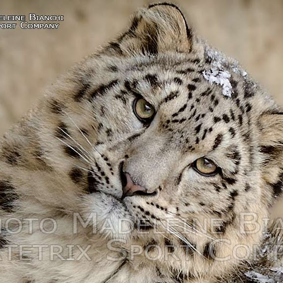 LITTLE MOHAN IN WINTER WONDERLAND